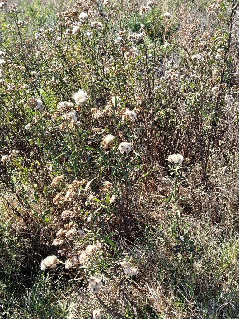Foto Yerba Del Lucero
