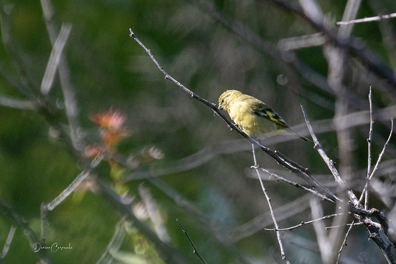 Foto Cabecitanegra Común