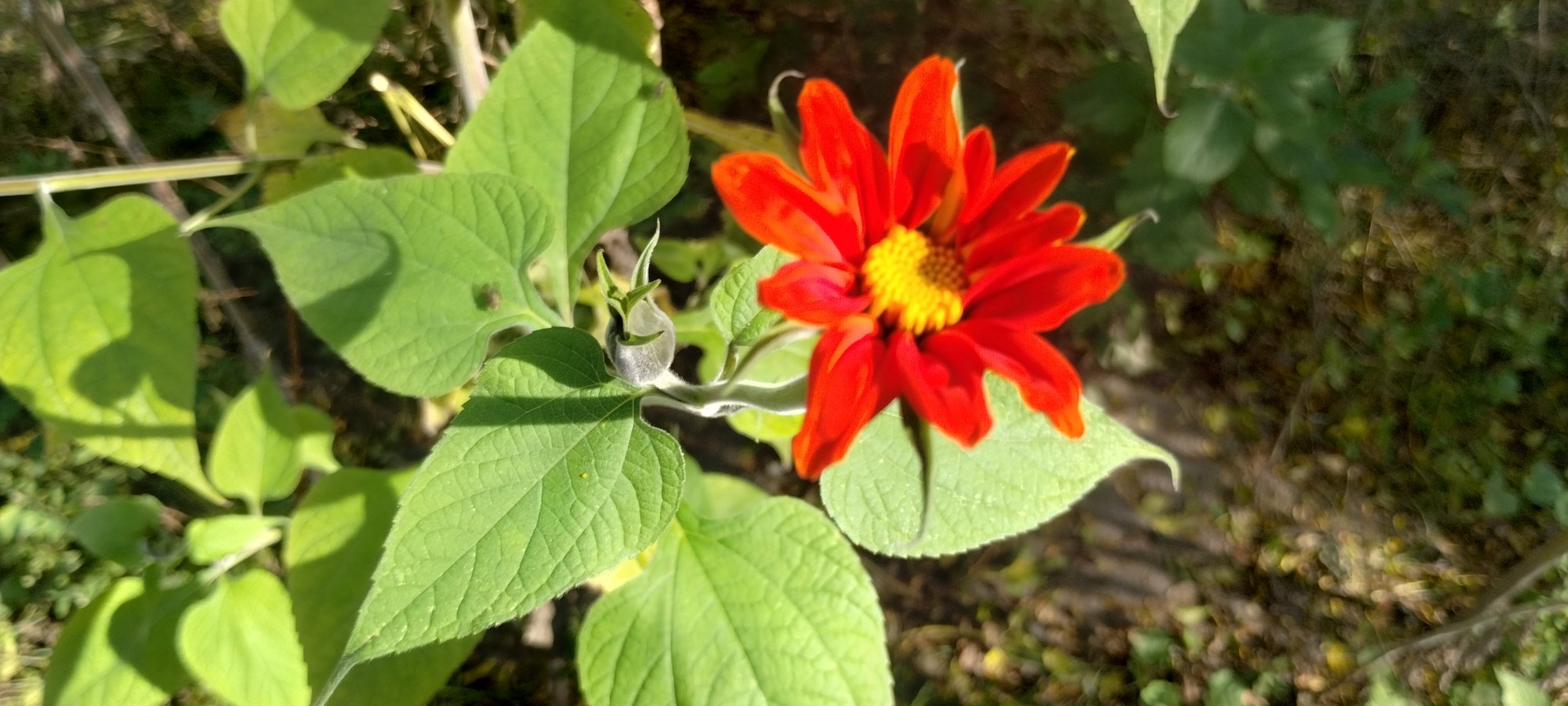 Foto Girasol Mexicano