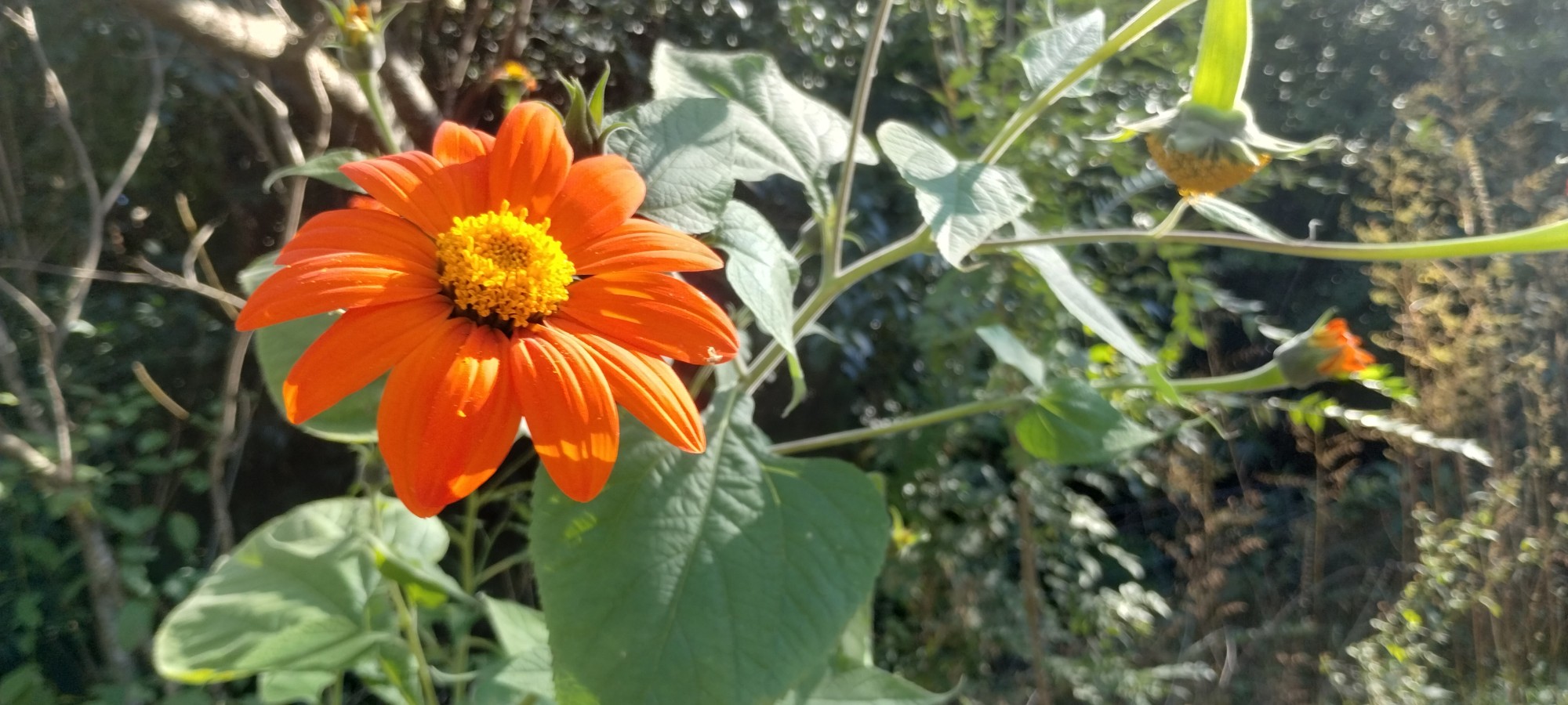 Foto Girasol Mexicano