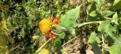Foto Girasol Mexicano