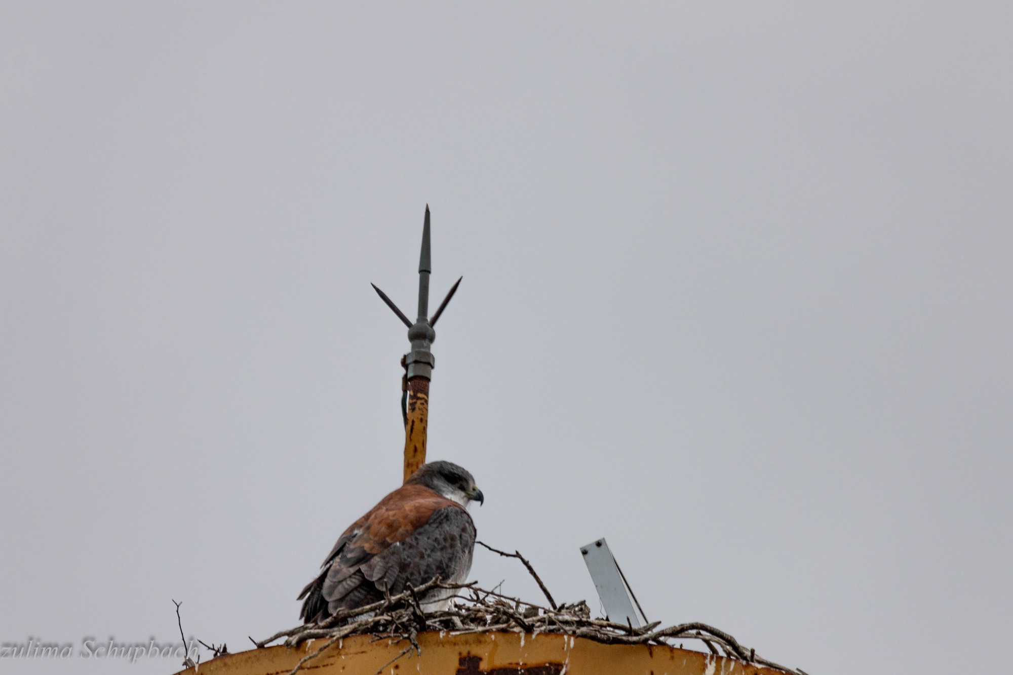 Photo Aguilucho Común