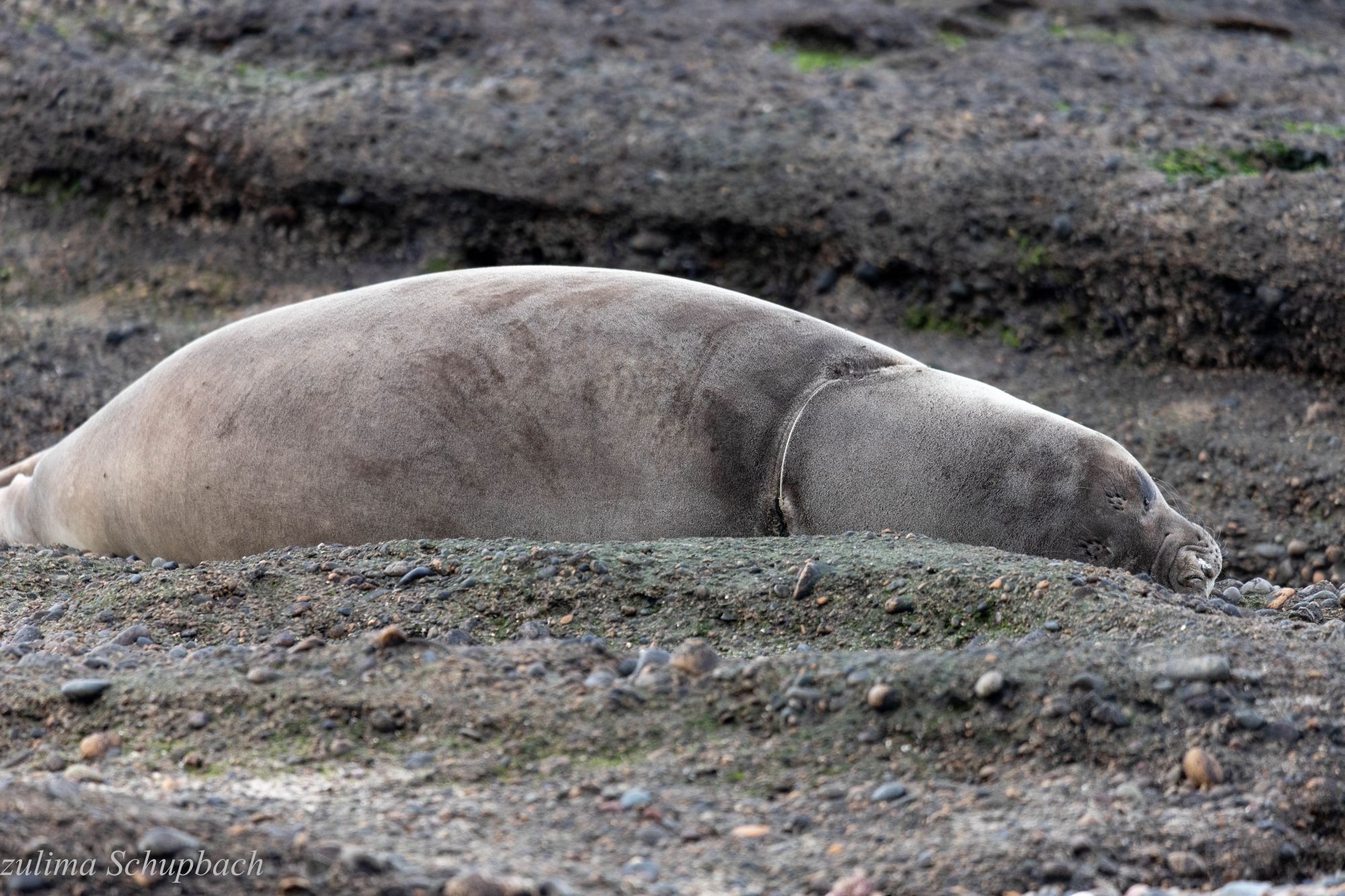 Photo Elefante Marino del Sur
