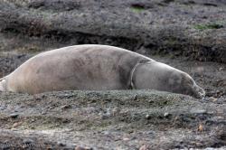 Foto Elefante Marino del Sur