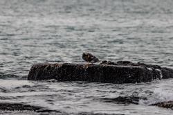 Foto Quetro Cabeza Blanca