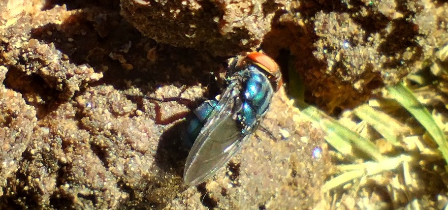 Photo Mosca de la Carne