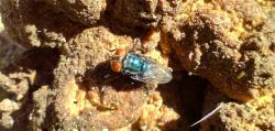 Foto Mosca de la Carne