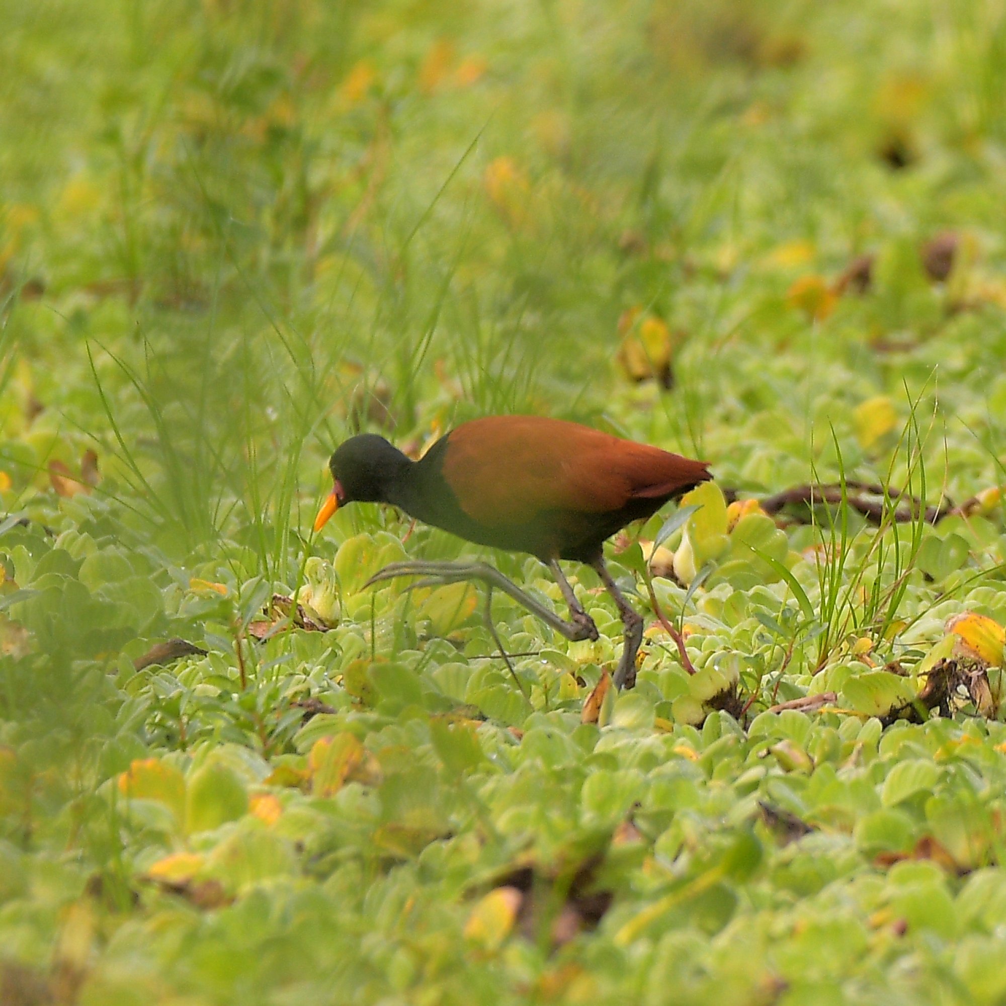 Photo Jacana