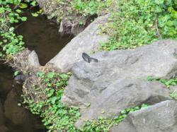 Foto Viudita de Río