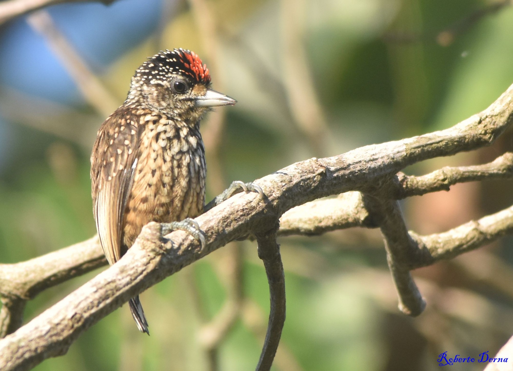 Picumnus&nbsp;albosquamatus