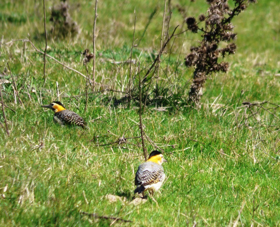 Photo Carpintero Campestre