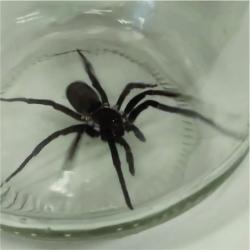 Foto Araña de los Timbres