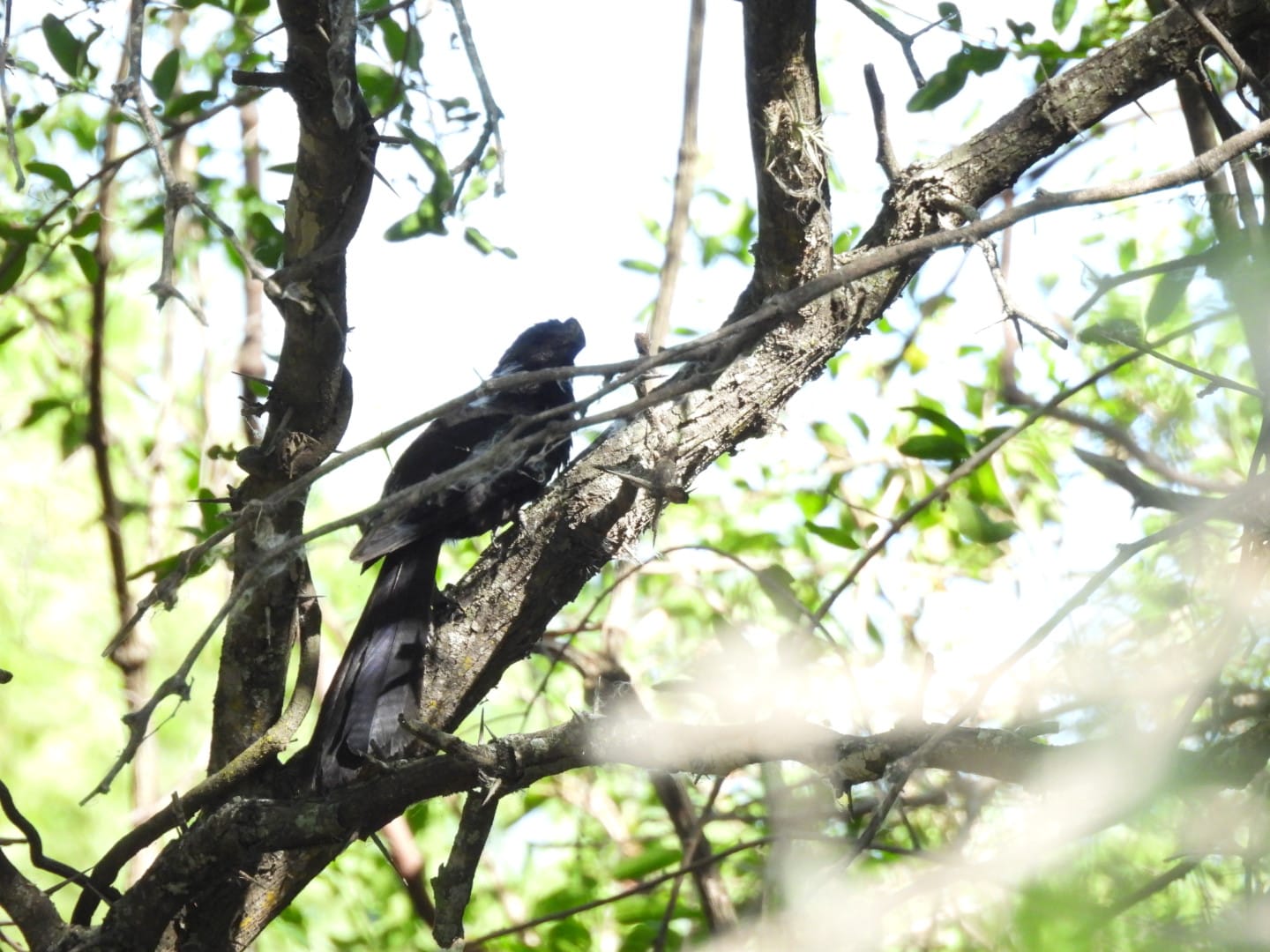 Foto Anó Chico