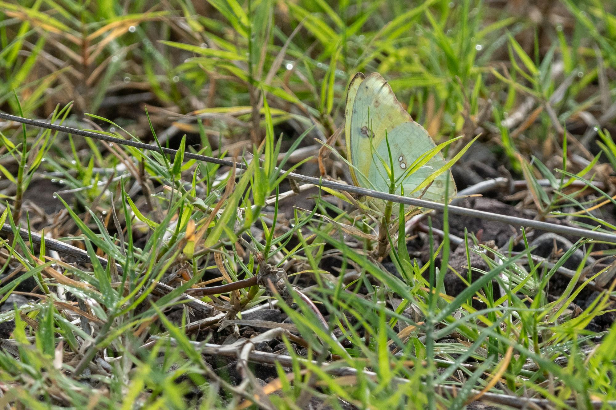 Foto Isoca de la Alfalfa