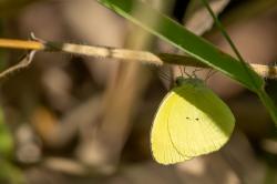 Foto Limoncito Dos Puntos