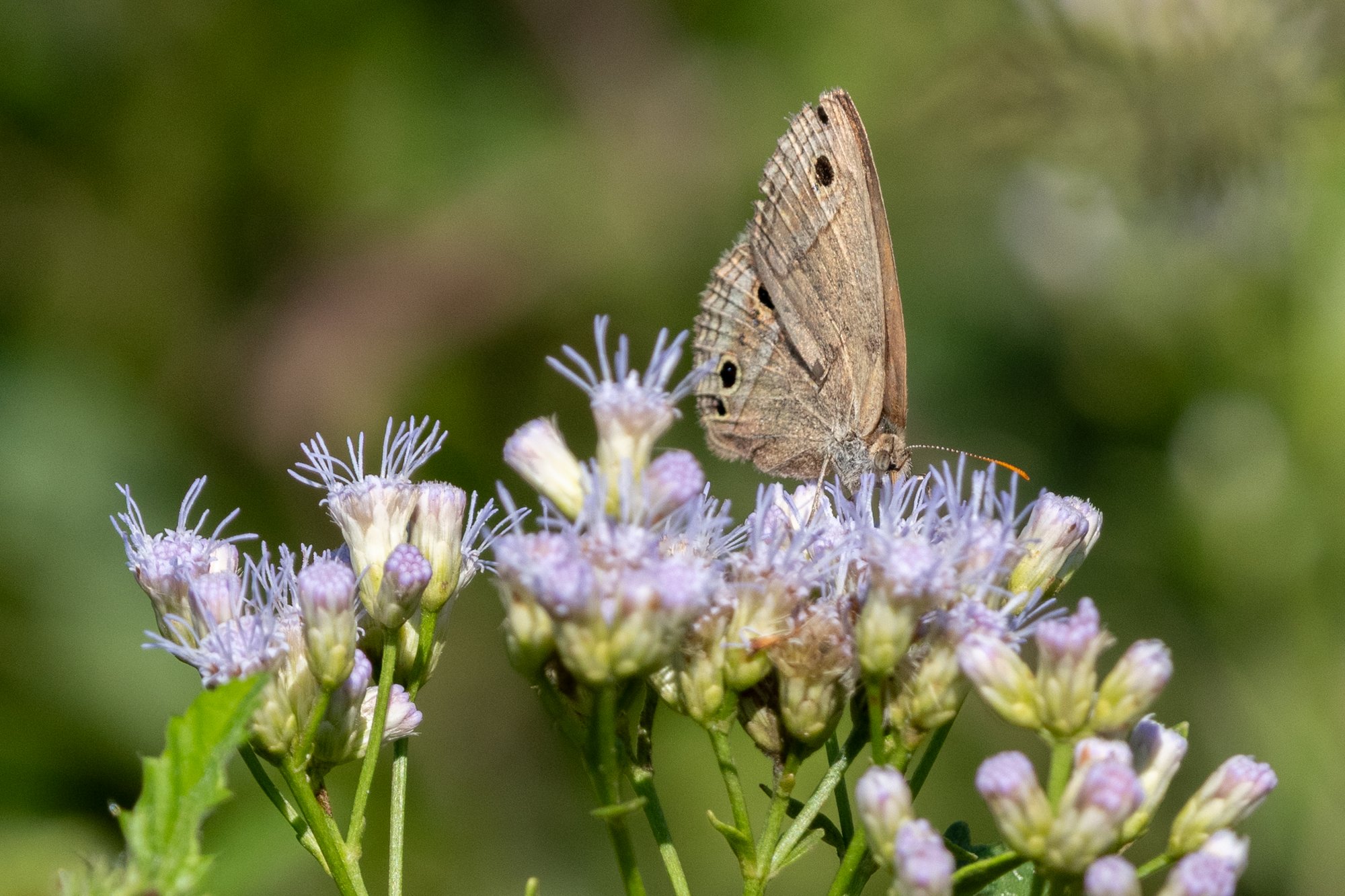 Stegosatyrus&nbsp;periphas