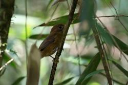 Foto Reinamora Enana