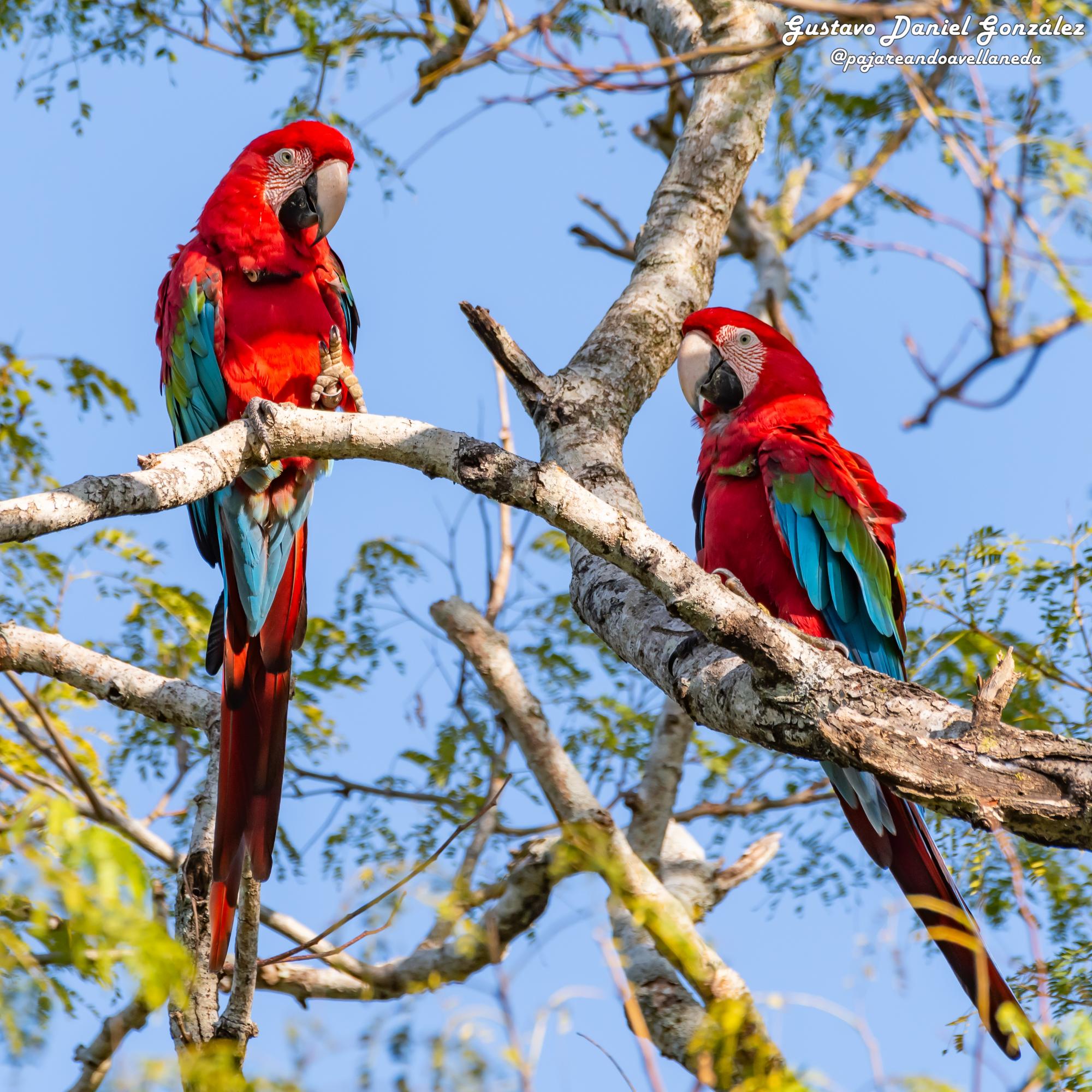 Photo Guacamayo Rojo
