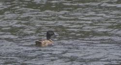 Foto Pato Cabeza Negra