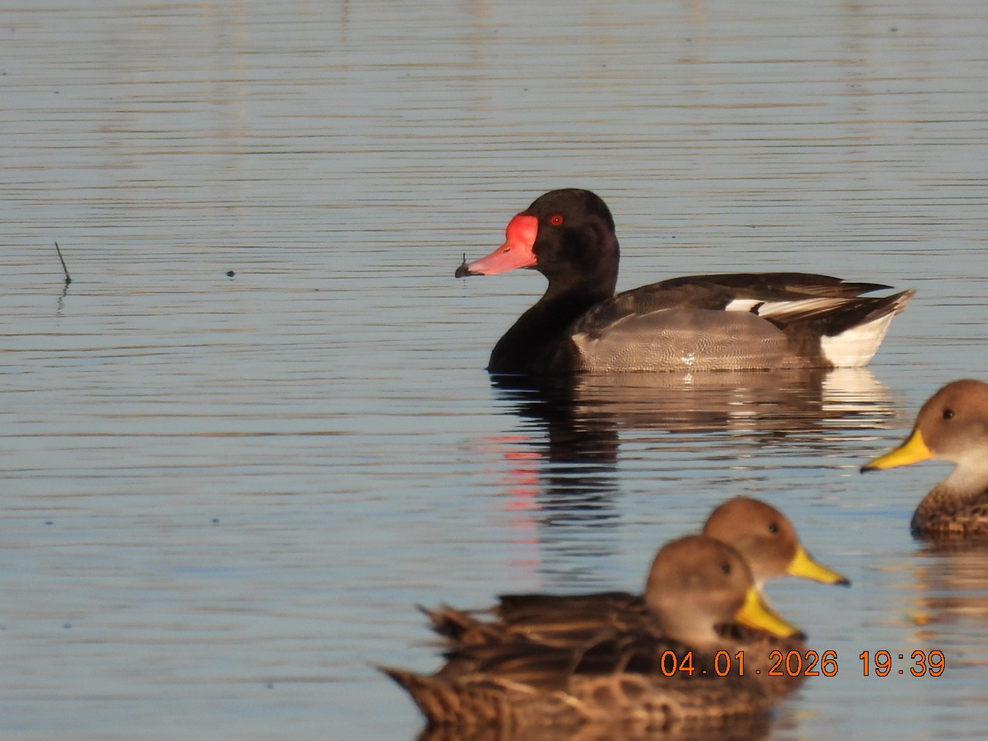 Photo Pato Picazo