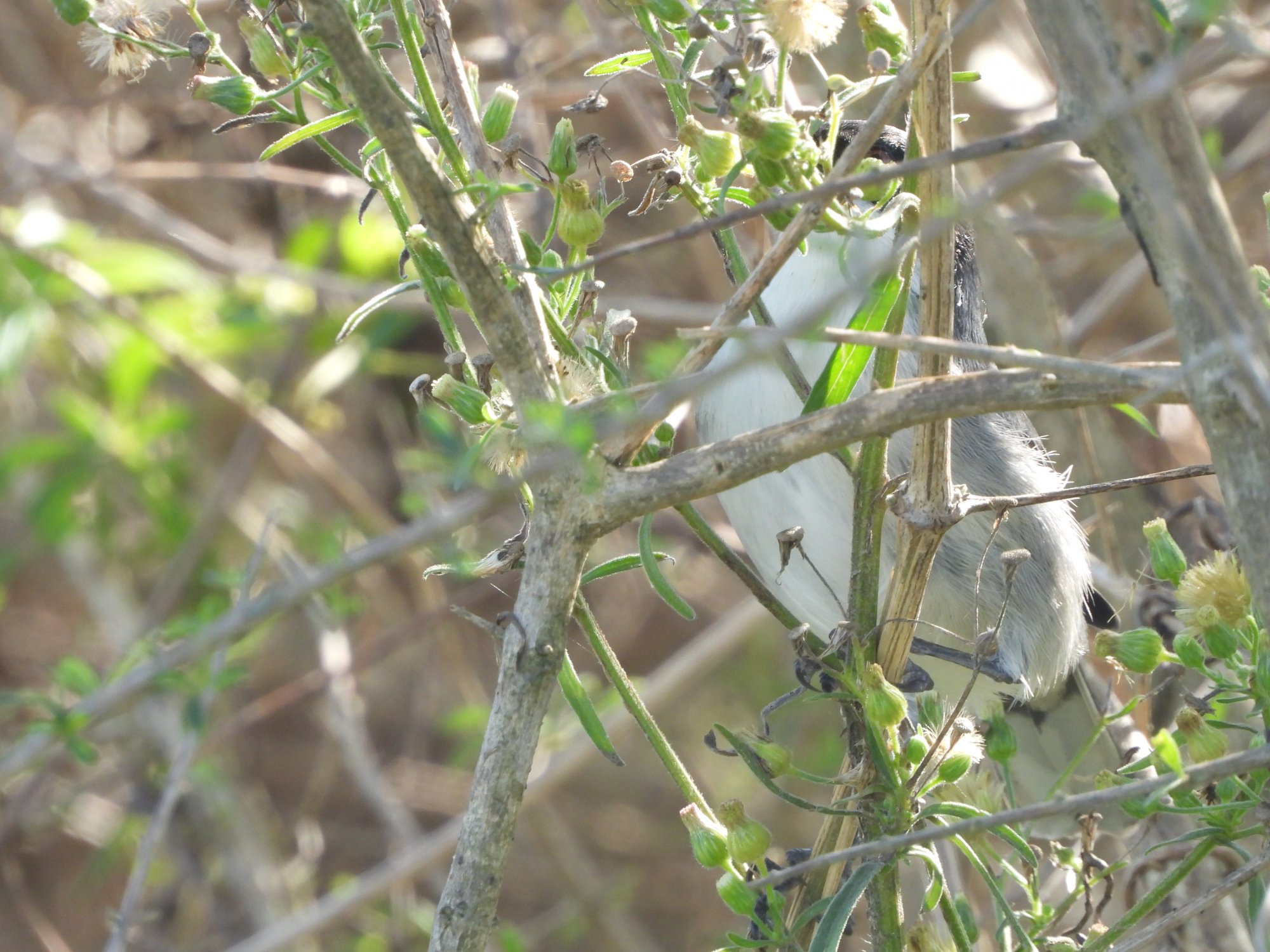 Photo Monterita Cabeza Negra