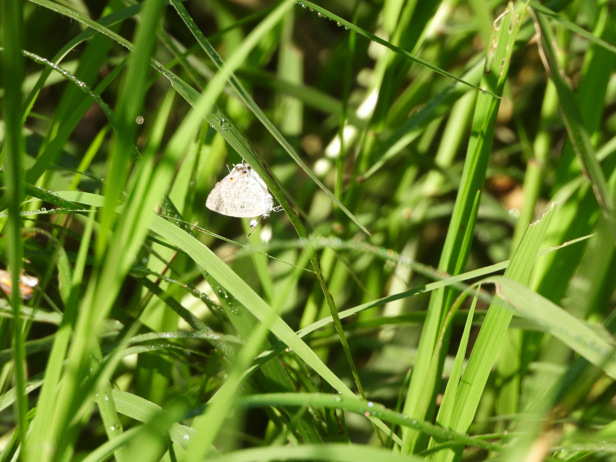 Foto Frotadora Menor Blanca