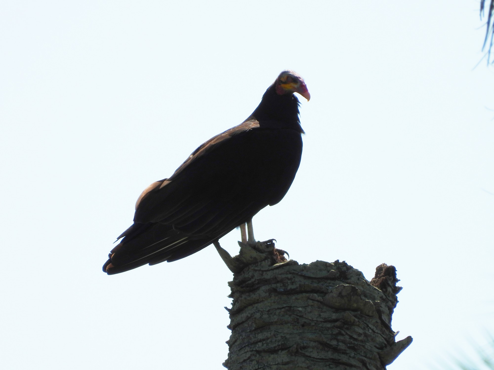 Foto Jote Cabeza Amarilla