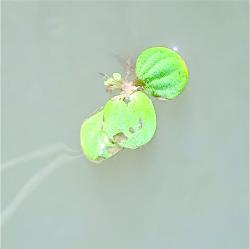 Foto Repollo De Agua