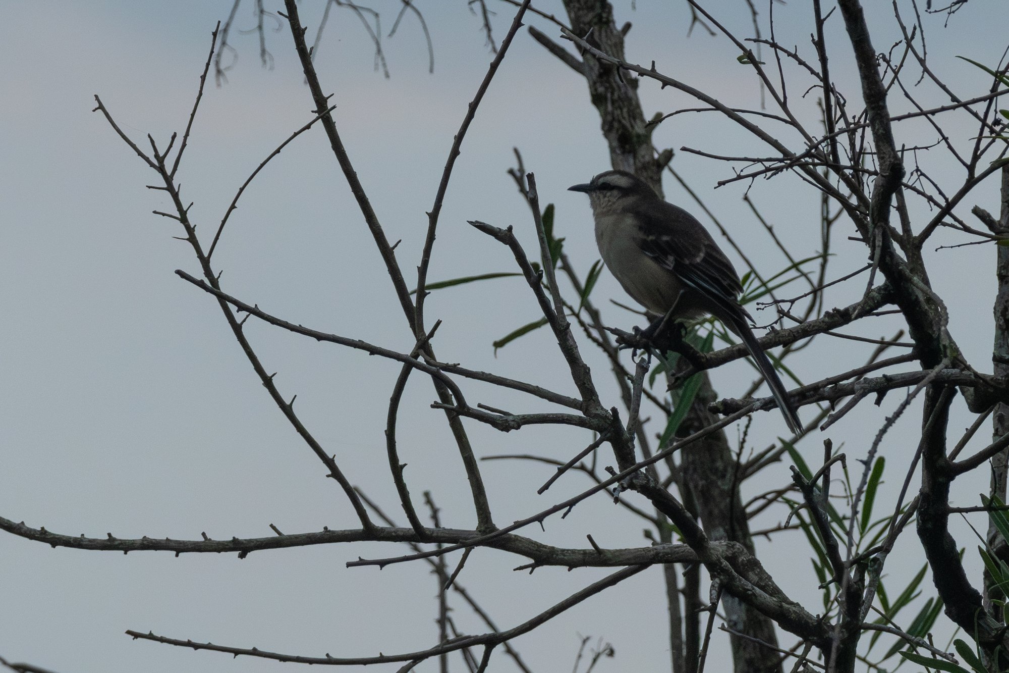 Photo Calandria Grande