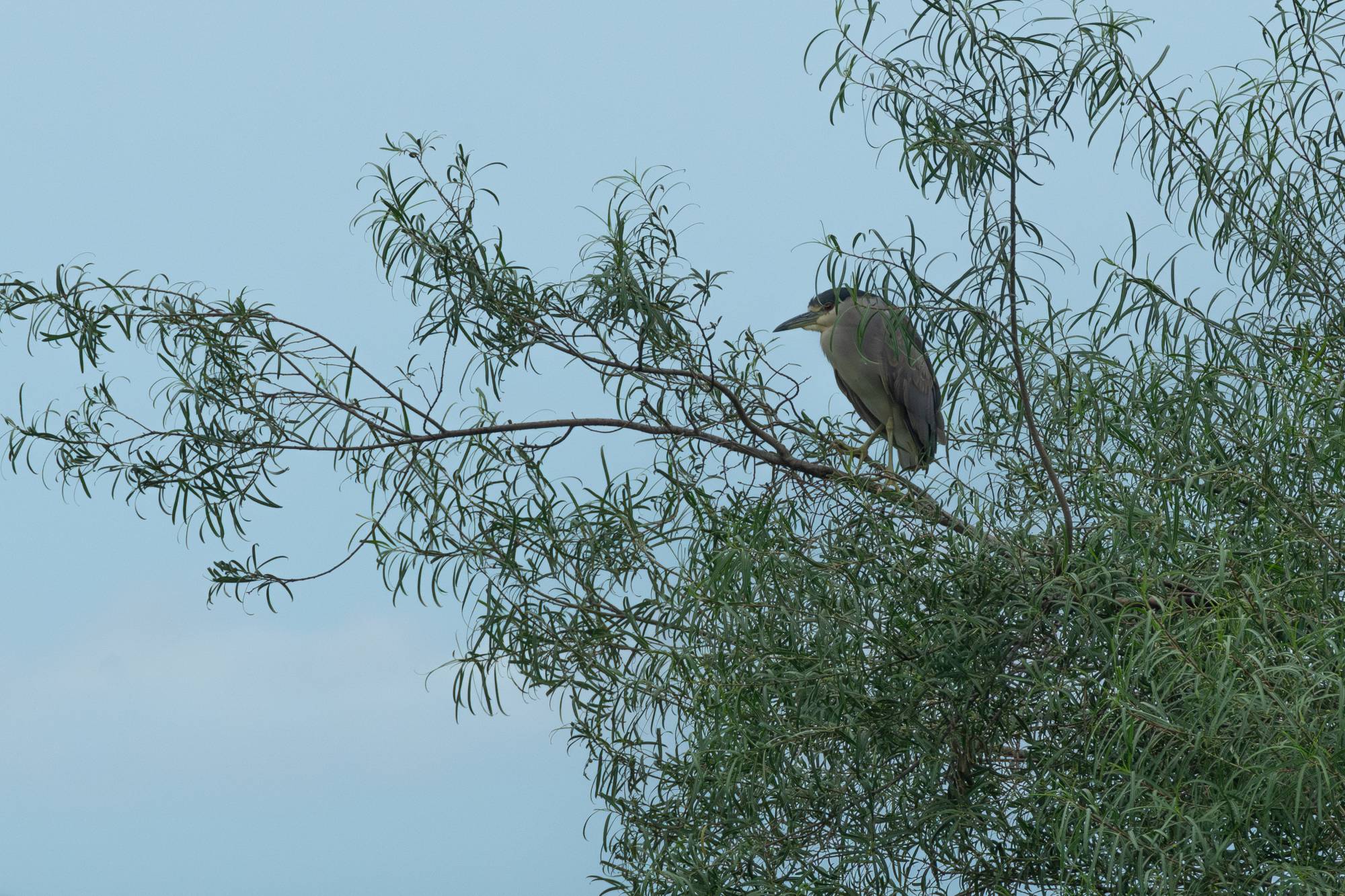 Photo Garza Bruja