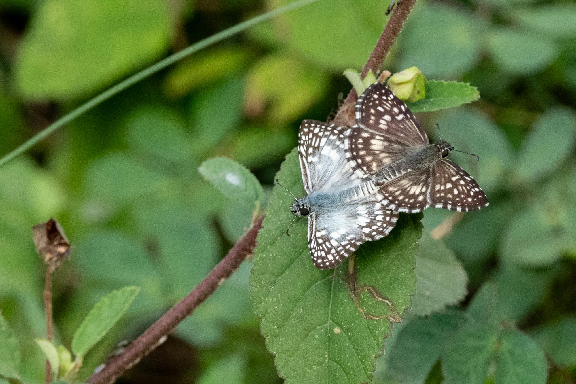 Pyrgus&nbsp;orcus