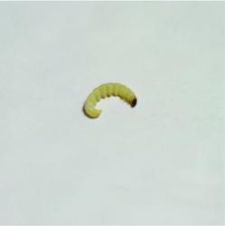 Foto Polilla India de la Harina