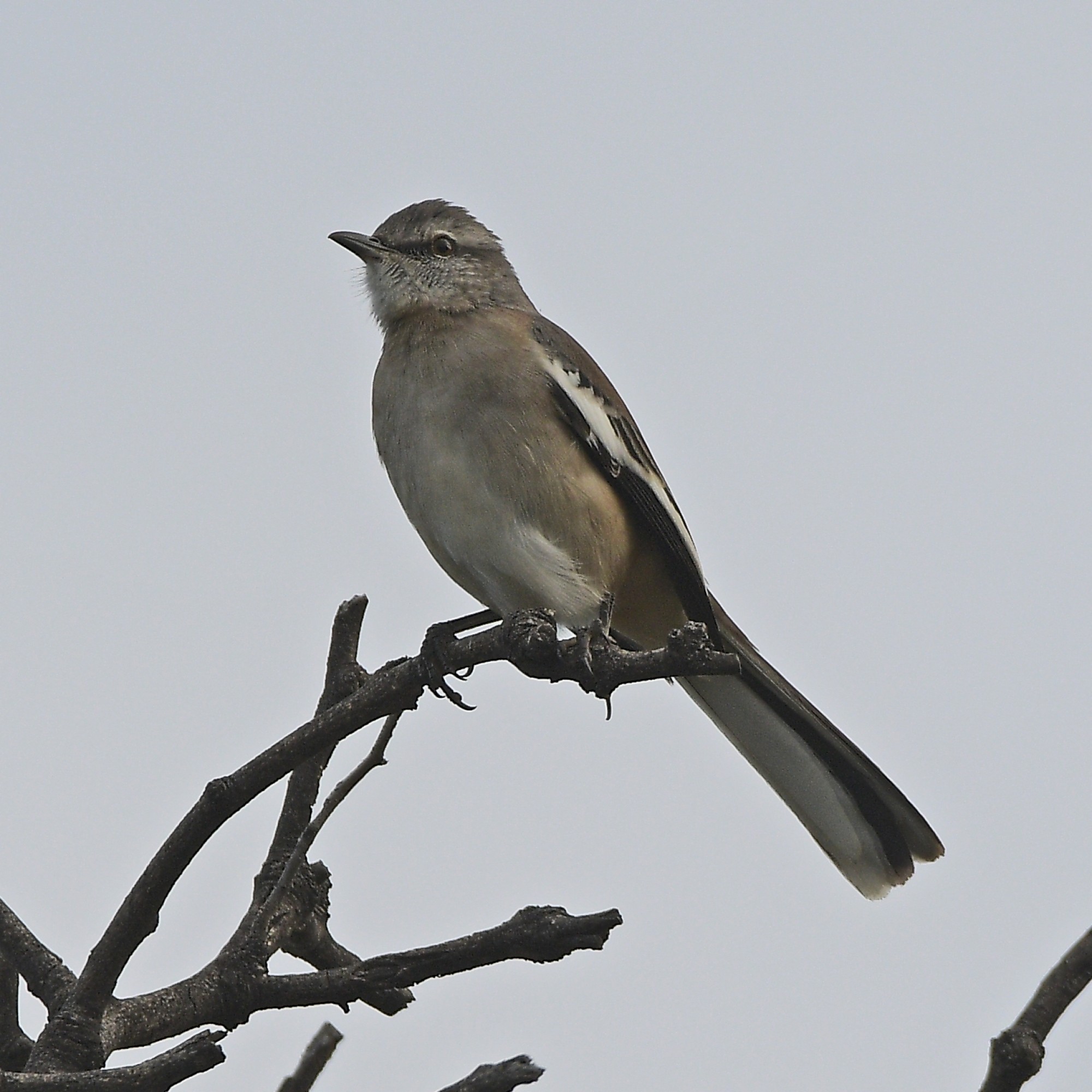 Foto Calandria Real