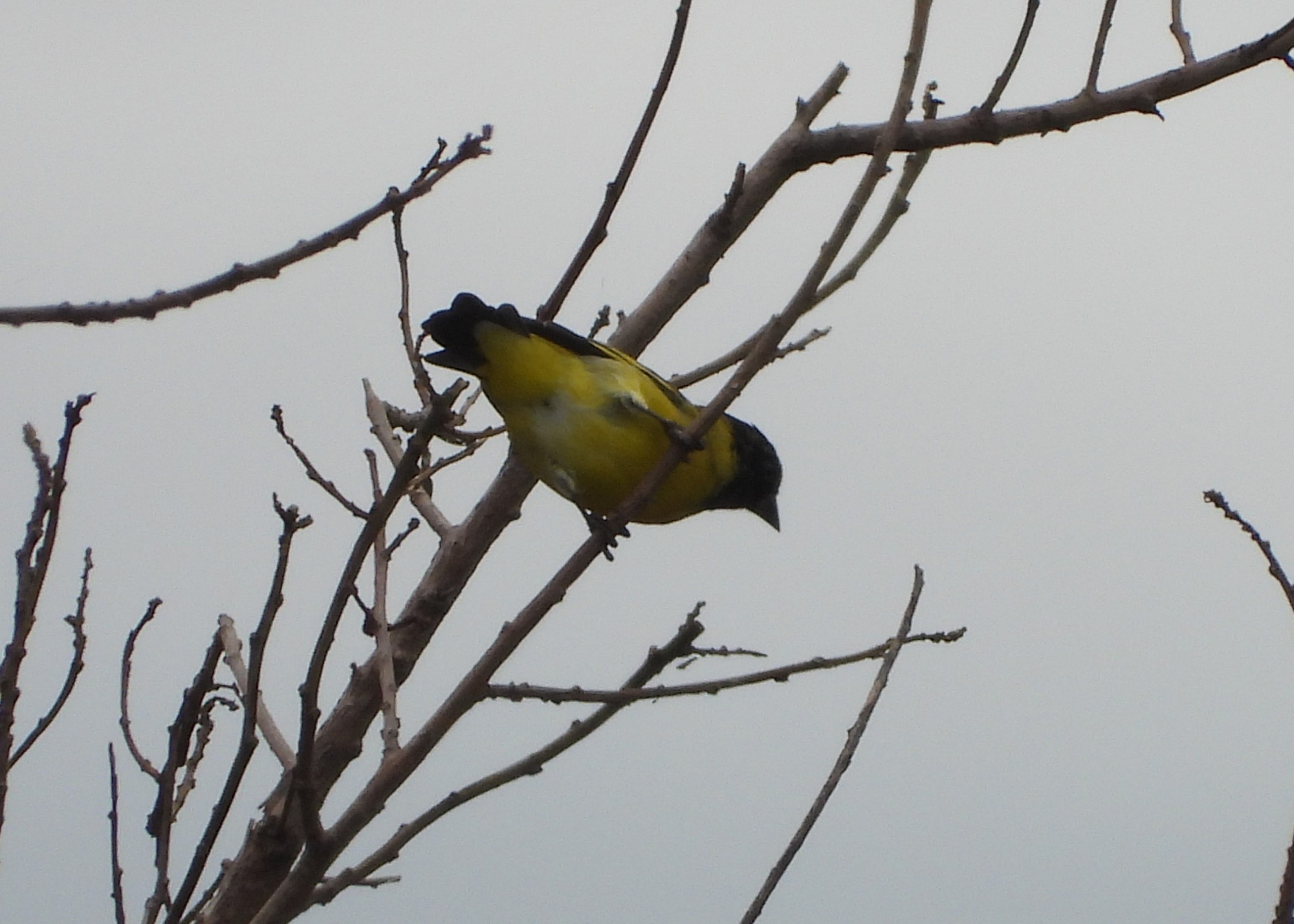 Foto Cabecitanegra Común