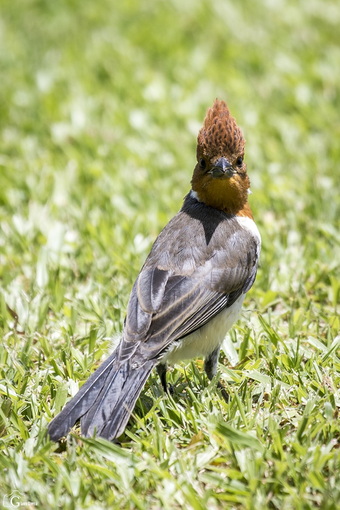 Photo Cardenal Común