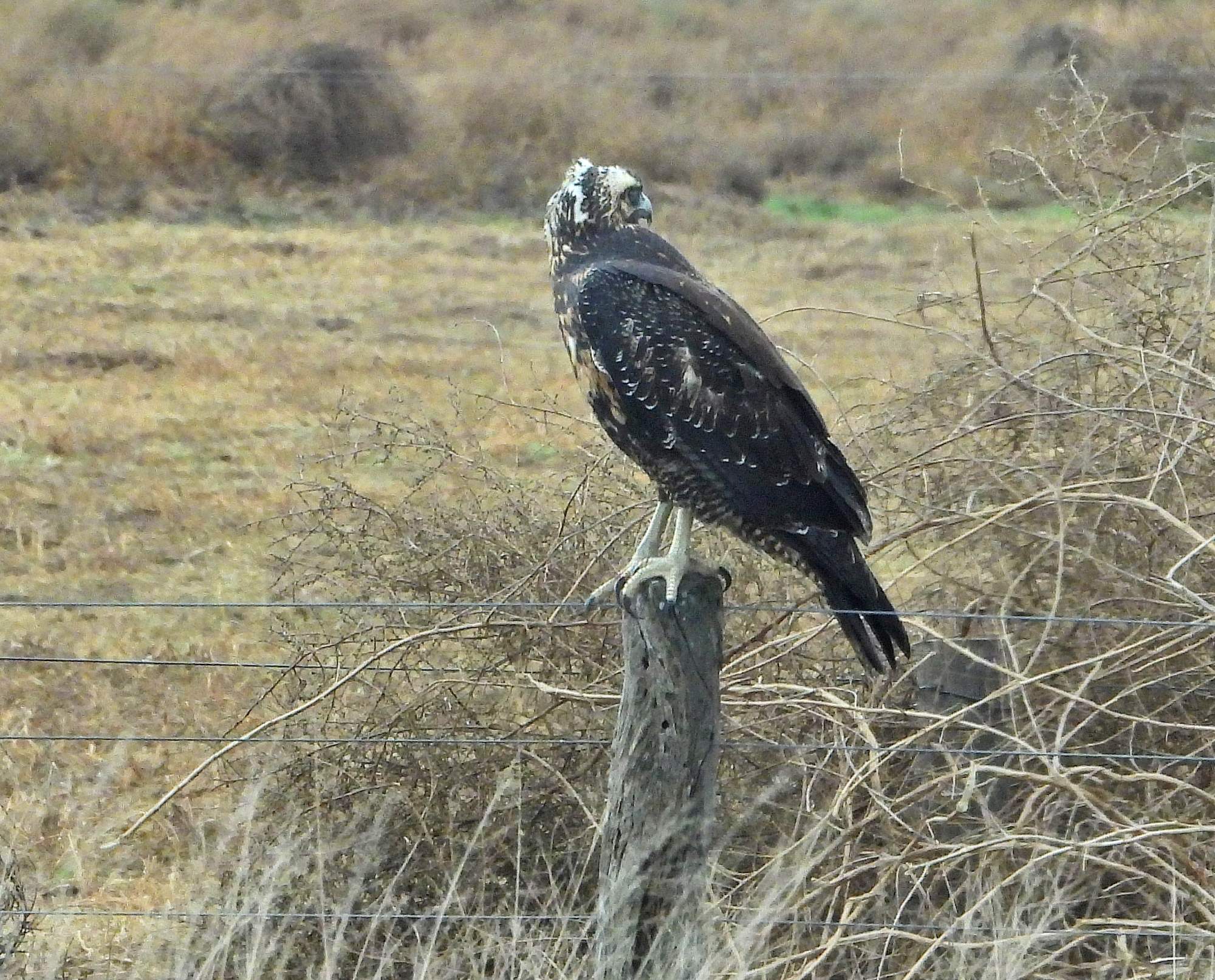 Foto Águila Mora