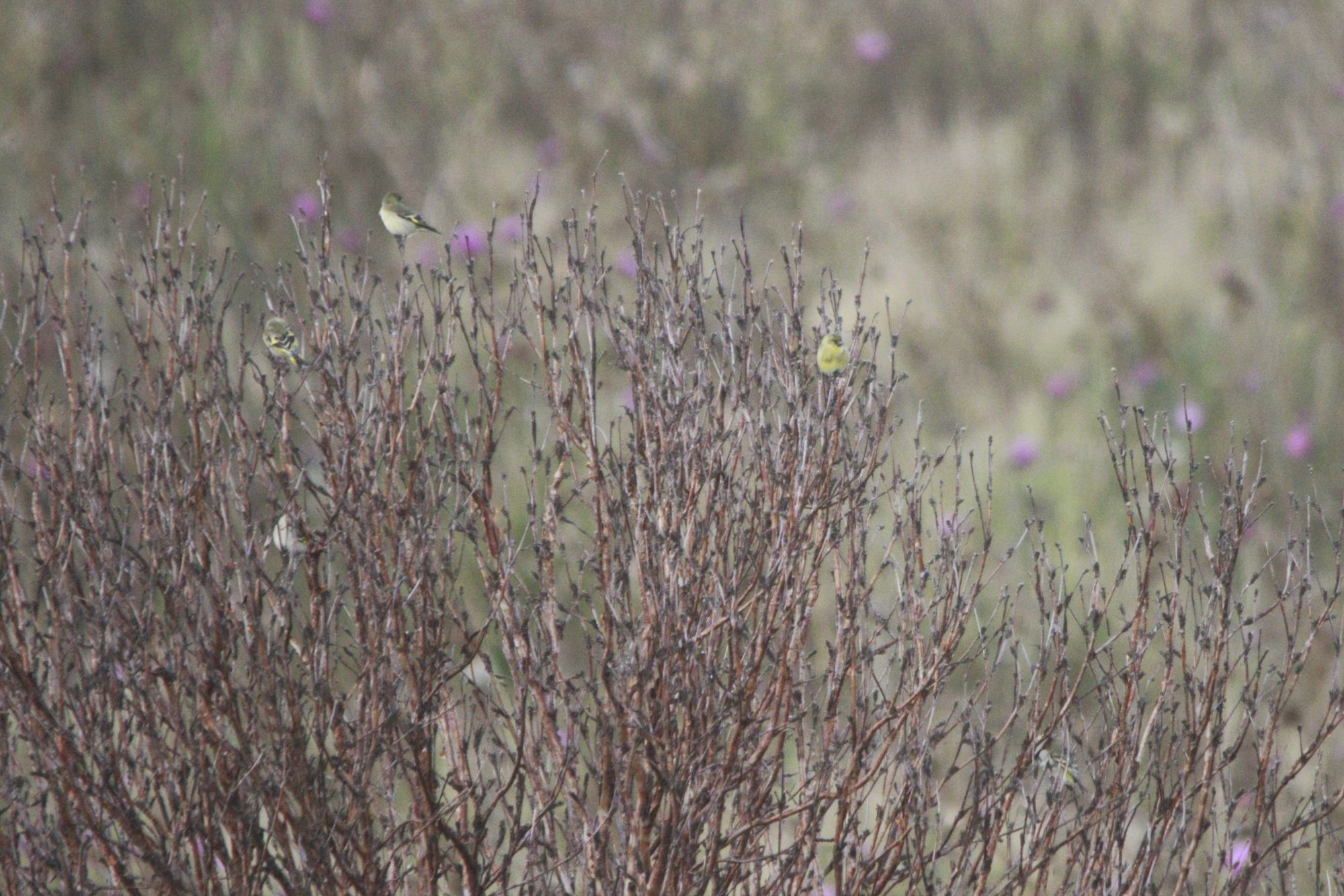 Foto Cabecitanegra Común