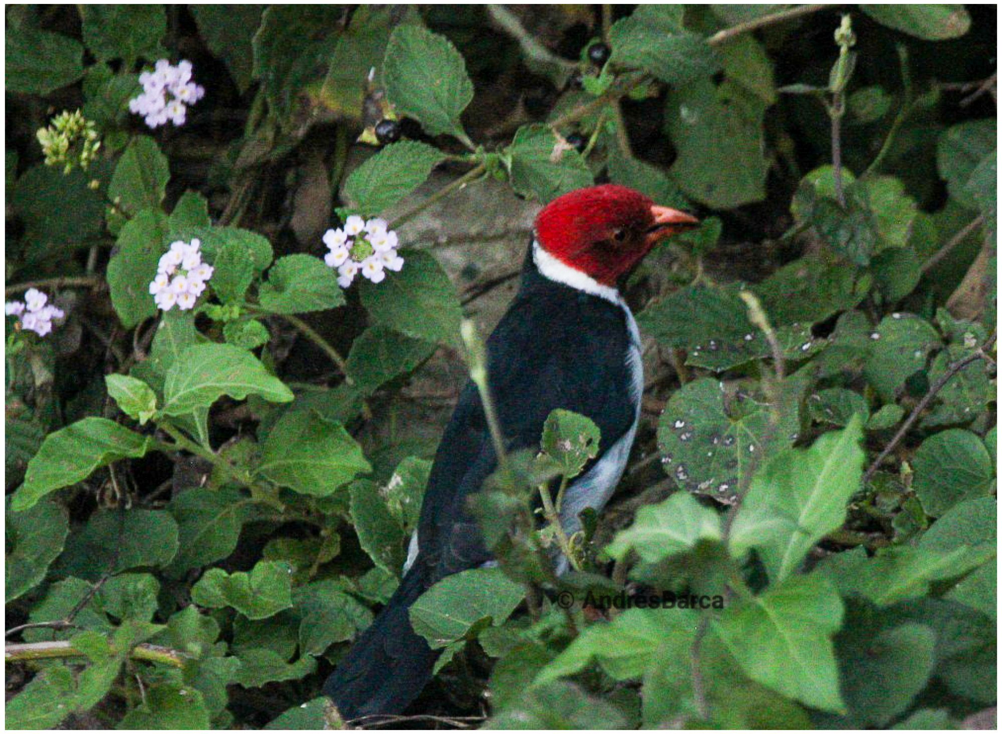 Photo Cardenilla