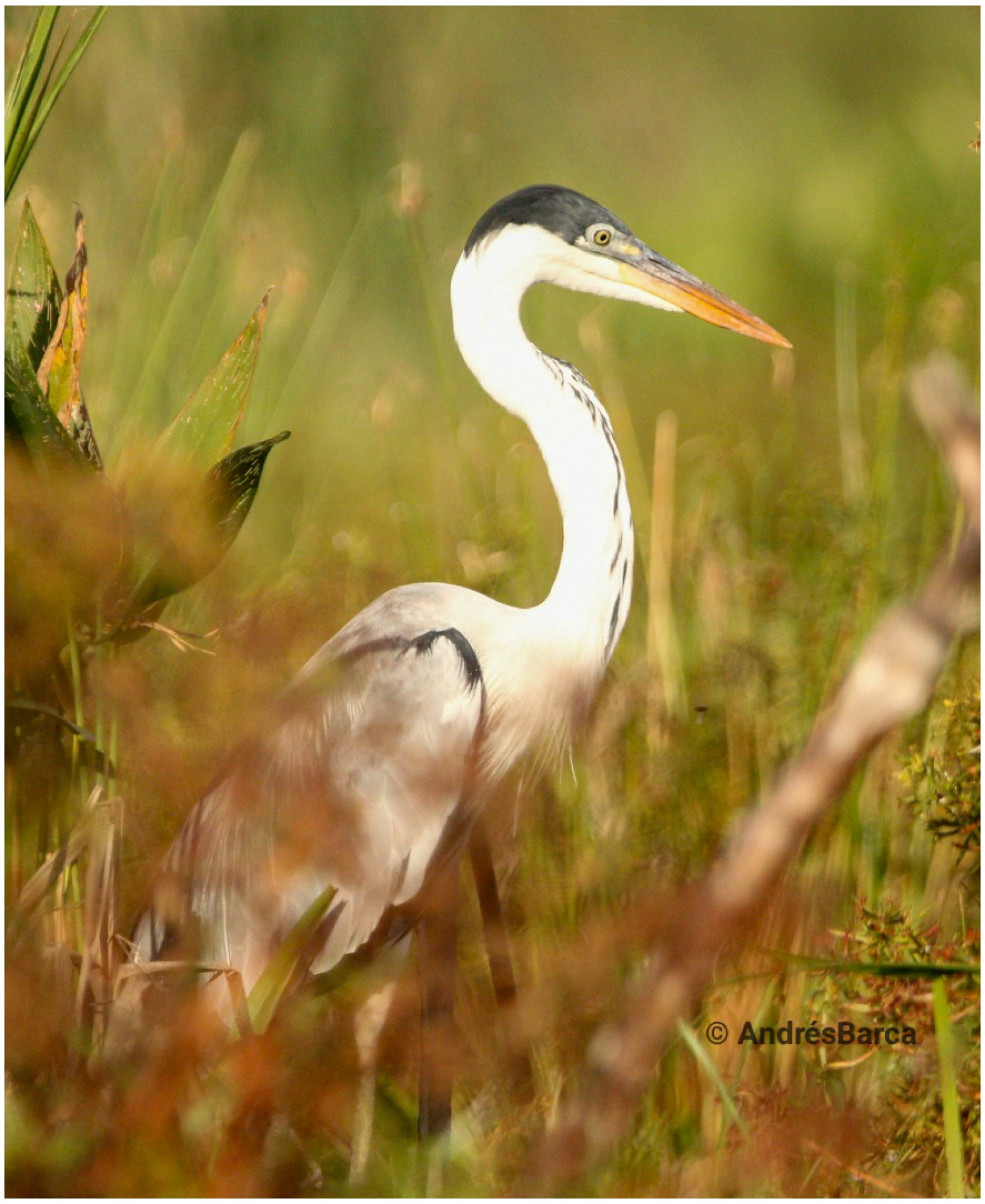 Photo Garza Mora