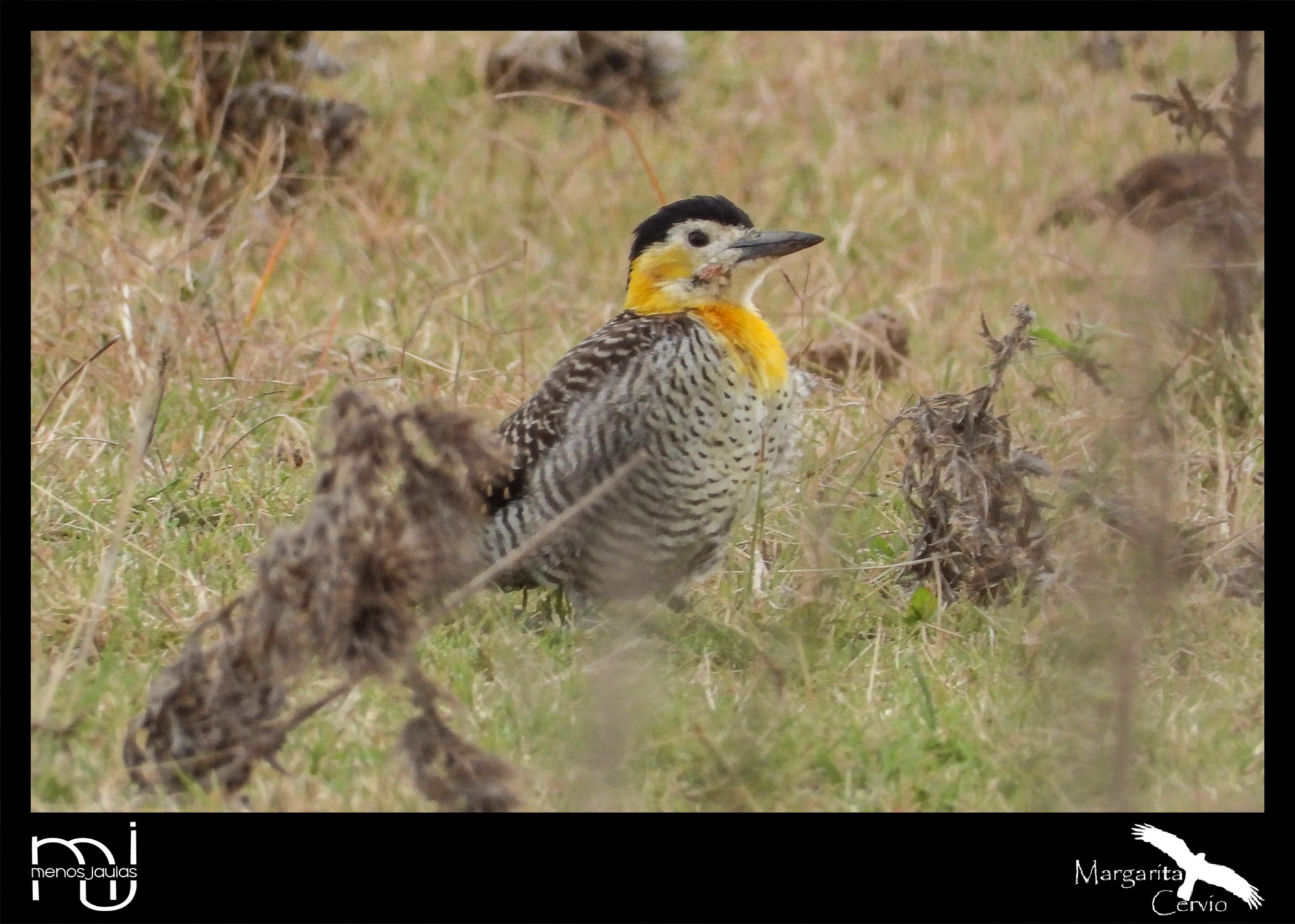 Foto Carpintero Campestre