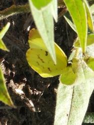 Foto Limoncito Común