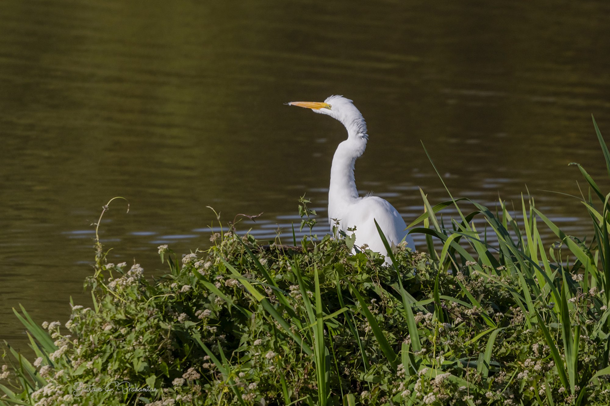 Foto Garza Blanca