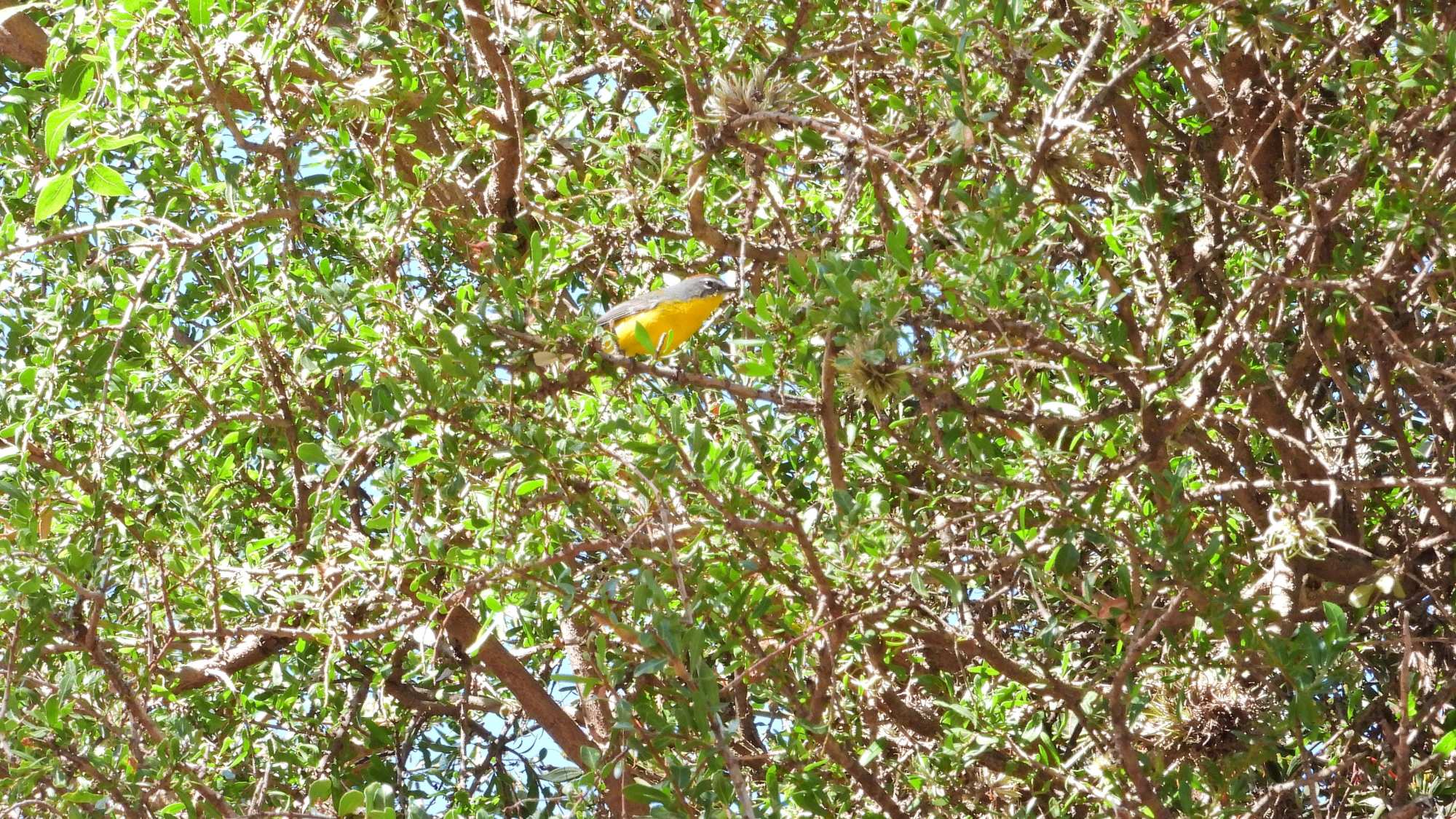 Foto Arañero Corona Rojiza