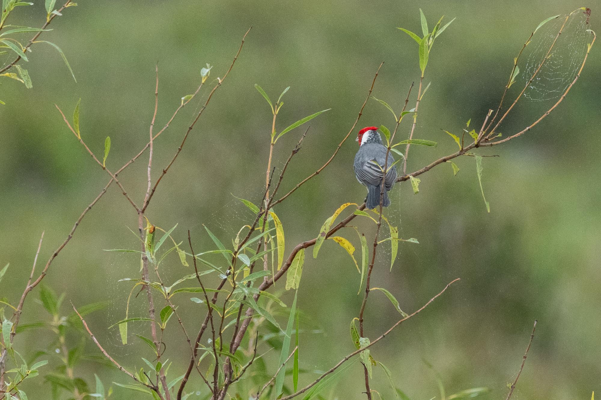 Photo Cardenal Común