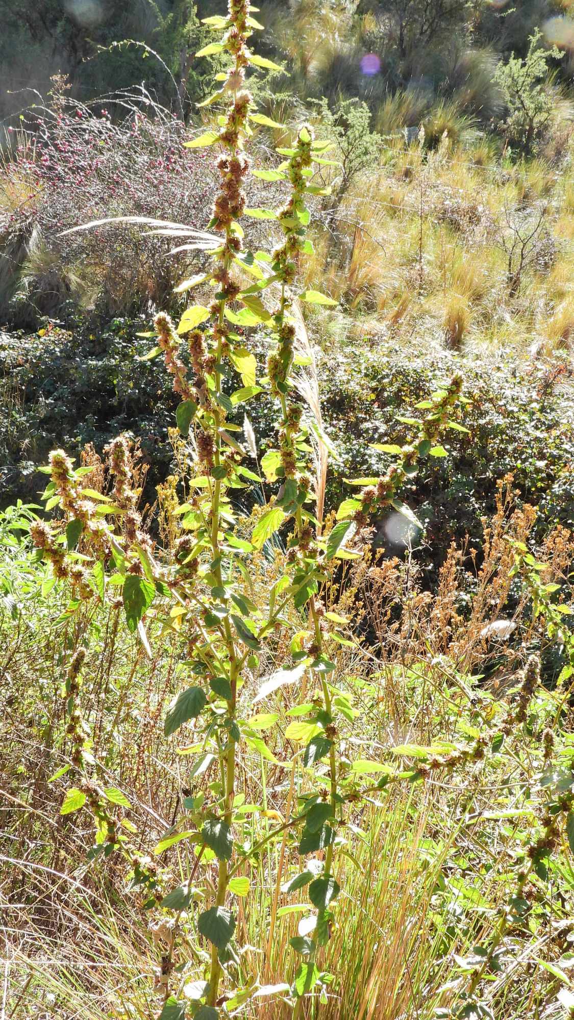 Malvastrum&nbsp;interruptum