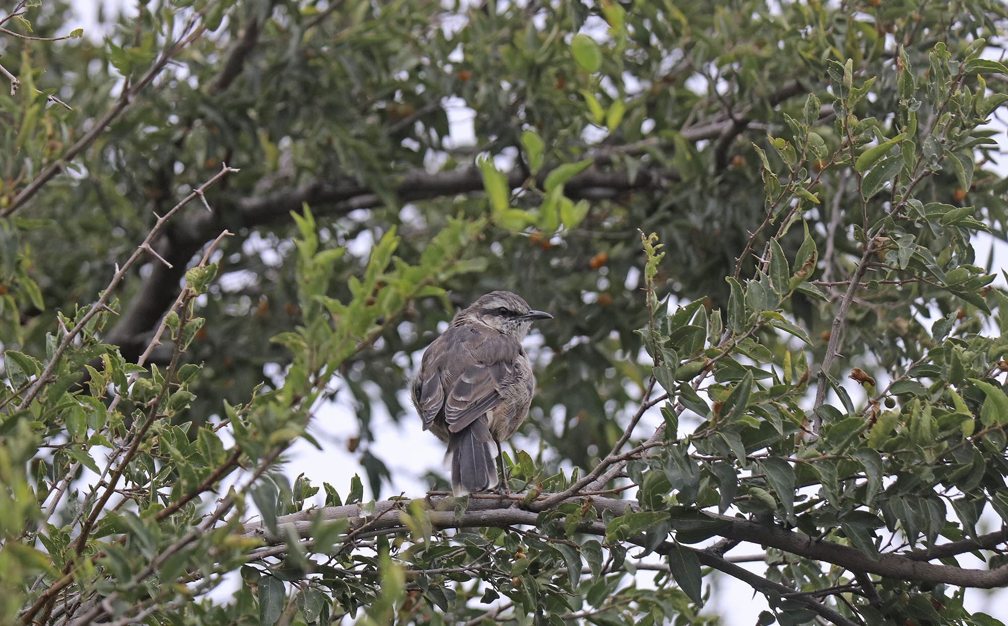 Photo Calandria Grande
