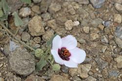 Foto Malva De Las Piedras