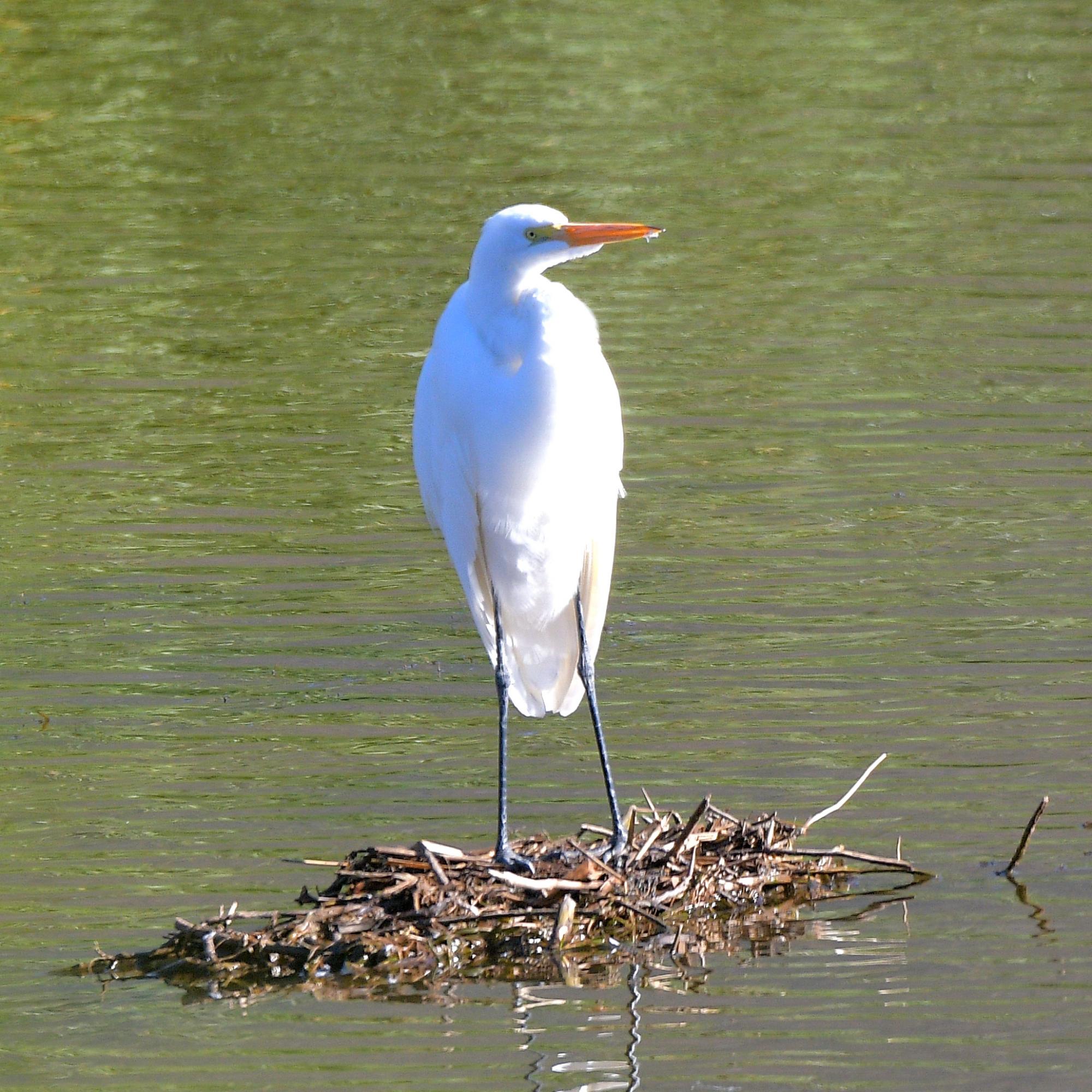 Photo Garza Blanca