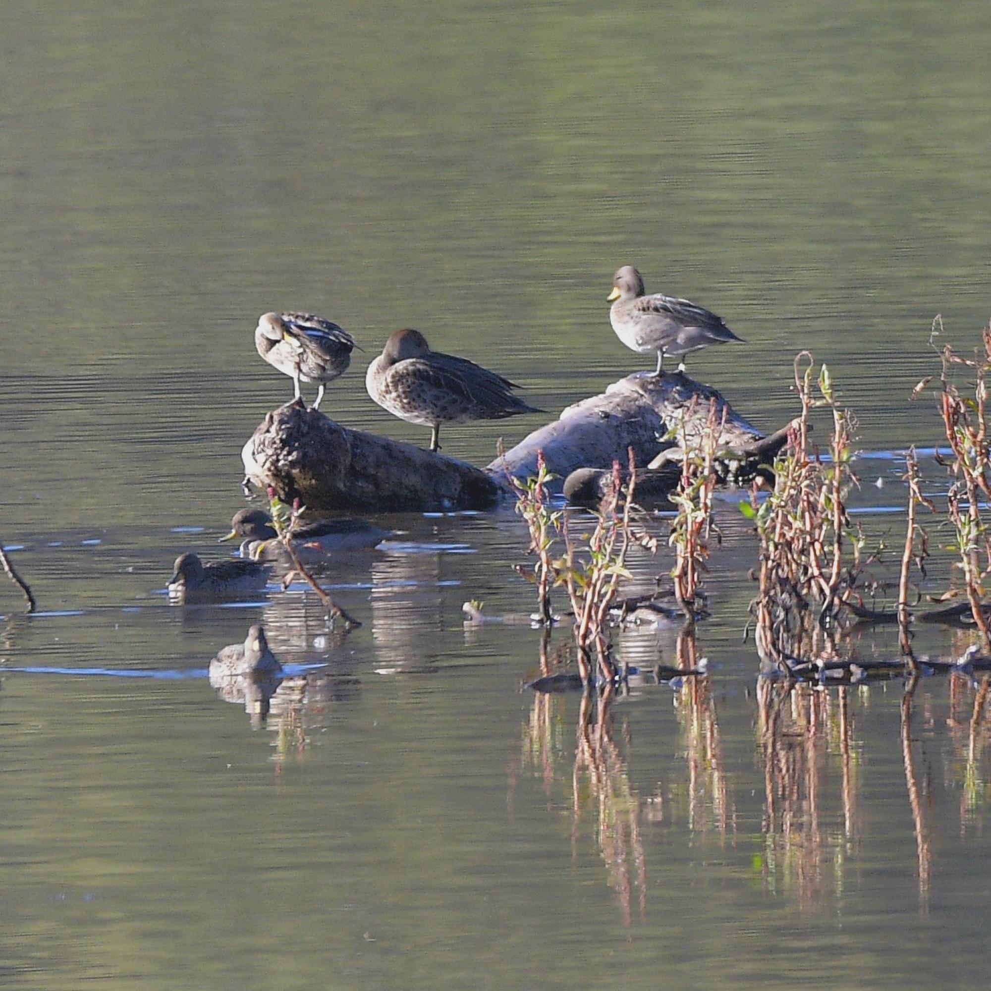 Photo Pato Barcino