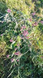 Foto Verbena Amarga